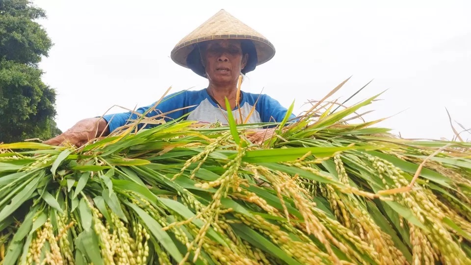 Mentan: Kenaikan Produksi Beras Jadi Motor Penggerak Pertumbuhan Ekonomi