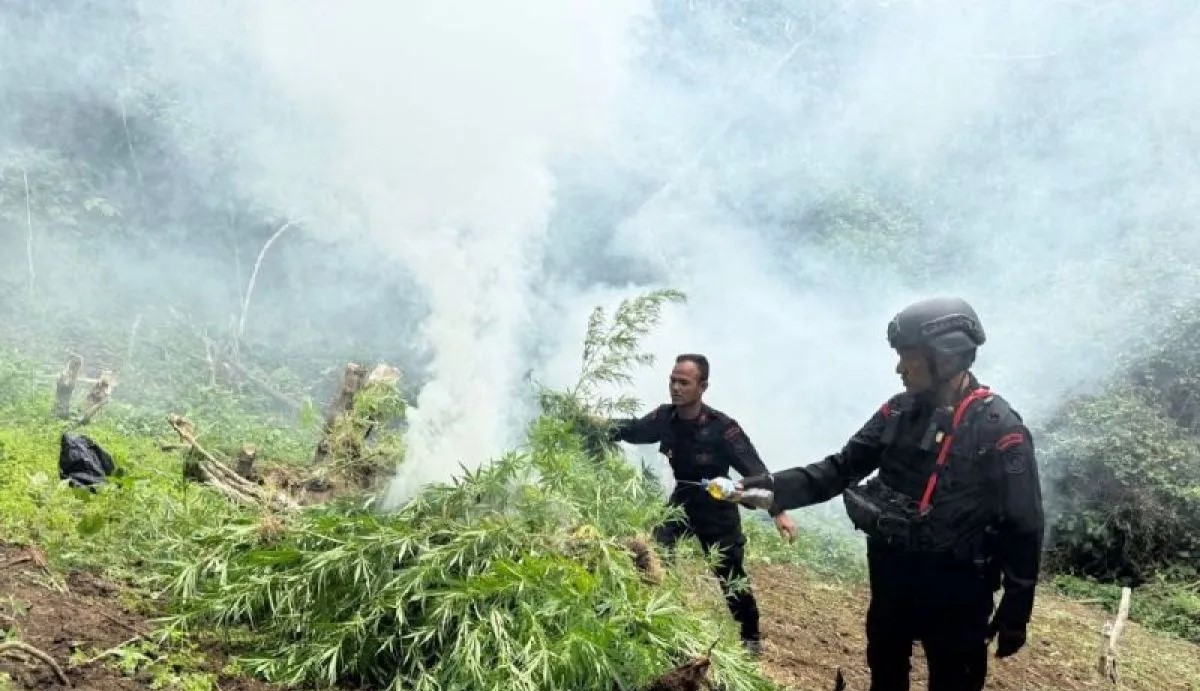 Tindakan Tegas Brimob Sumut Terhadap Ladang Ganja di Mandailing Natal